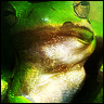 tree_frog's Avatar